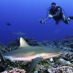 diver-photo1