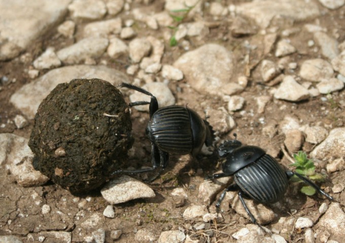 escarabajo_pelotero2