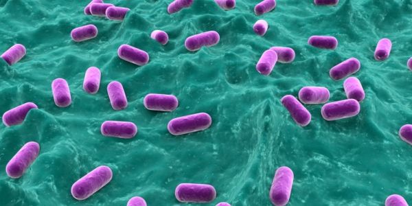 Bacteria_intestinal_obesidad