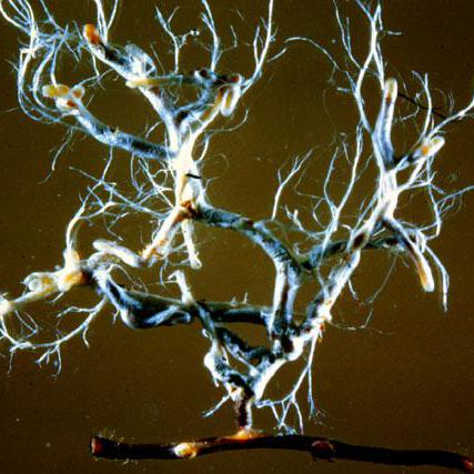 @mycorrhiza